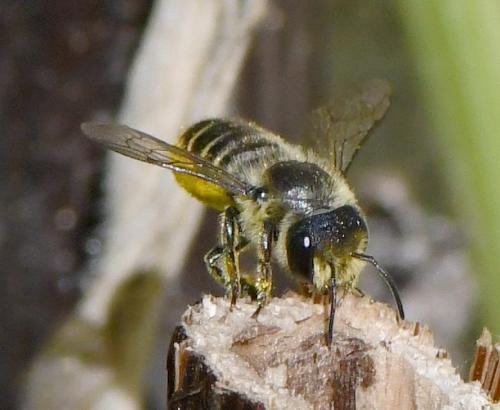 Megachile centuncularis